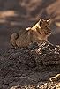 Primary photo for Lions of the Skeleton Coast Primary photo for Lions of the Skeleton Coast