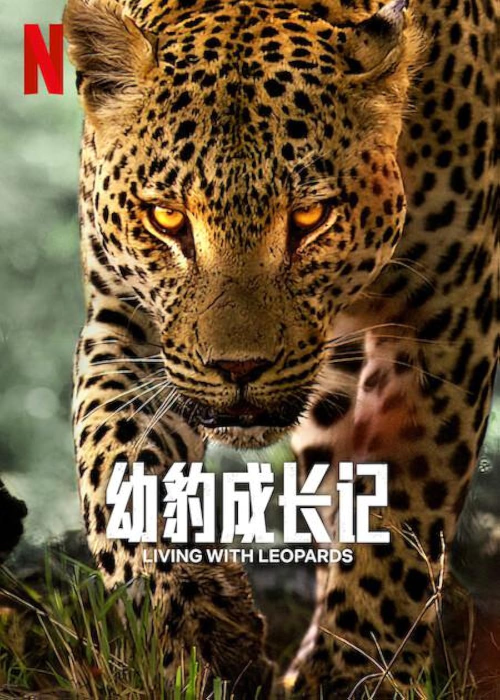 Living with Leopards