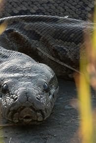 Primary photo for Queen of the Pythons