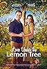 Primary photo for Love Under the Lemon Tree Primary photo for Love Under the Lemon Tree