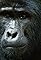 Wild Uganda's primary photo