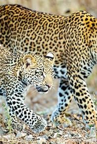 Primary photo for Four Crowns, One Kingdom