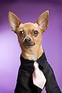 Eli the Chihuahua's primary photo Eli the Chihuahua's primary photo