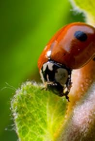 Primary photo for Garden