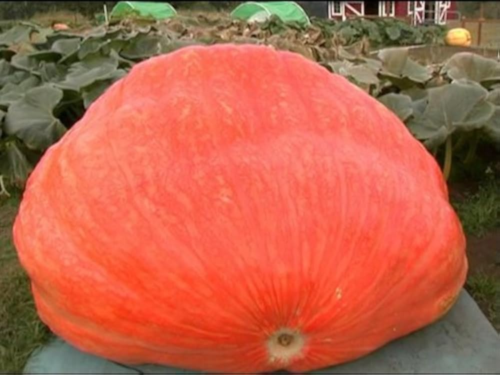 "Postcards from Buster" The Giant Pumpkins Mt. Hood and Canby, Oregon