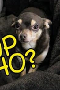 Primary photo for My F#%!*ng Dog Talks!