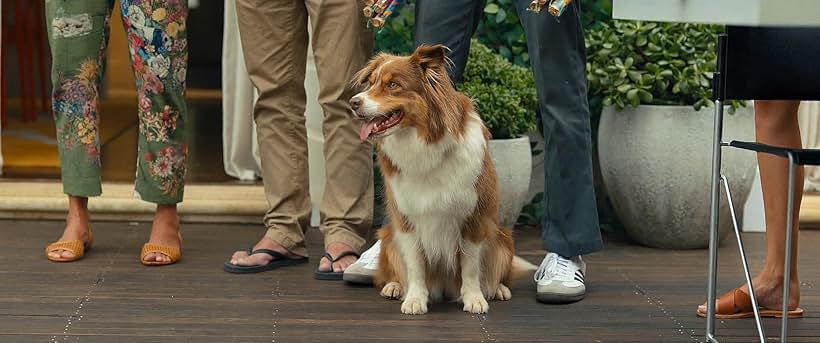 Bryan Brown, Michelle Hurd, Gata, Maple, and Charlee Fraser in Anyone But You (2023)