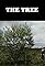 Tree's primary photo