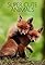 Super Cute Animals's primary photo