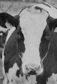 Primary photo for Learning to Milk a Cow