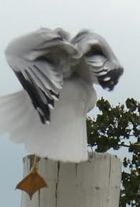 Primary photo for Crane Kick