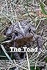 Primary photo for The Toad