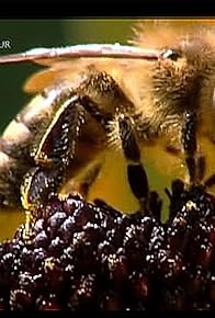 Primary photo for Who Killed the Honey Bee? Primary photo for Who Killed the Honey Bee?