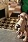 The Pet Shop's primary photo