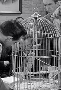 Primary photo for The Case of the Perjured Parrot