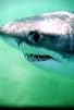 Primary photo for Great White Hunters Primary photo for Great White Hunters