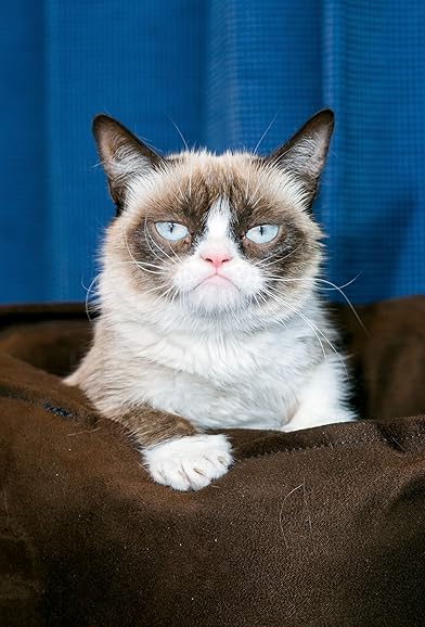 Primary photo for Grumpy Cat Primary photo for Grumpy Cat
