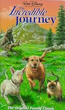 पोस्टर देखें