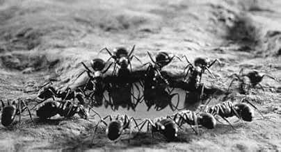 पोस्टर देखें