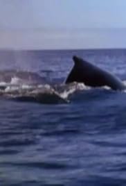 Little Einsteins Whale Tale Tv Episode 05 Imdb Little Einsteins Whale Tale Tv Episode 05 Imdb