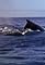 Whale Tale's primary photo