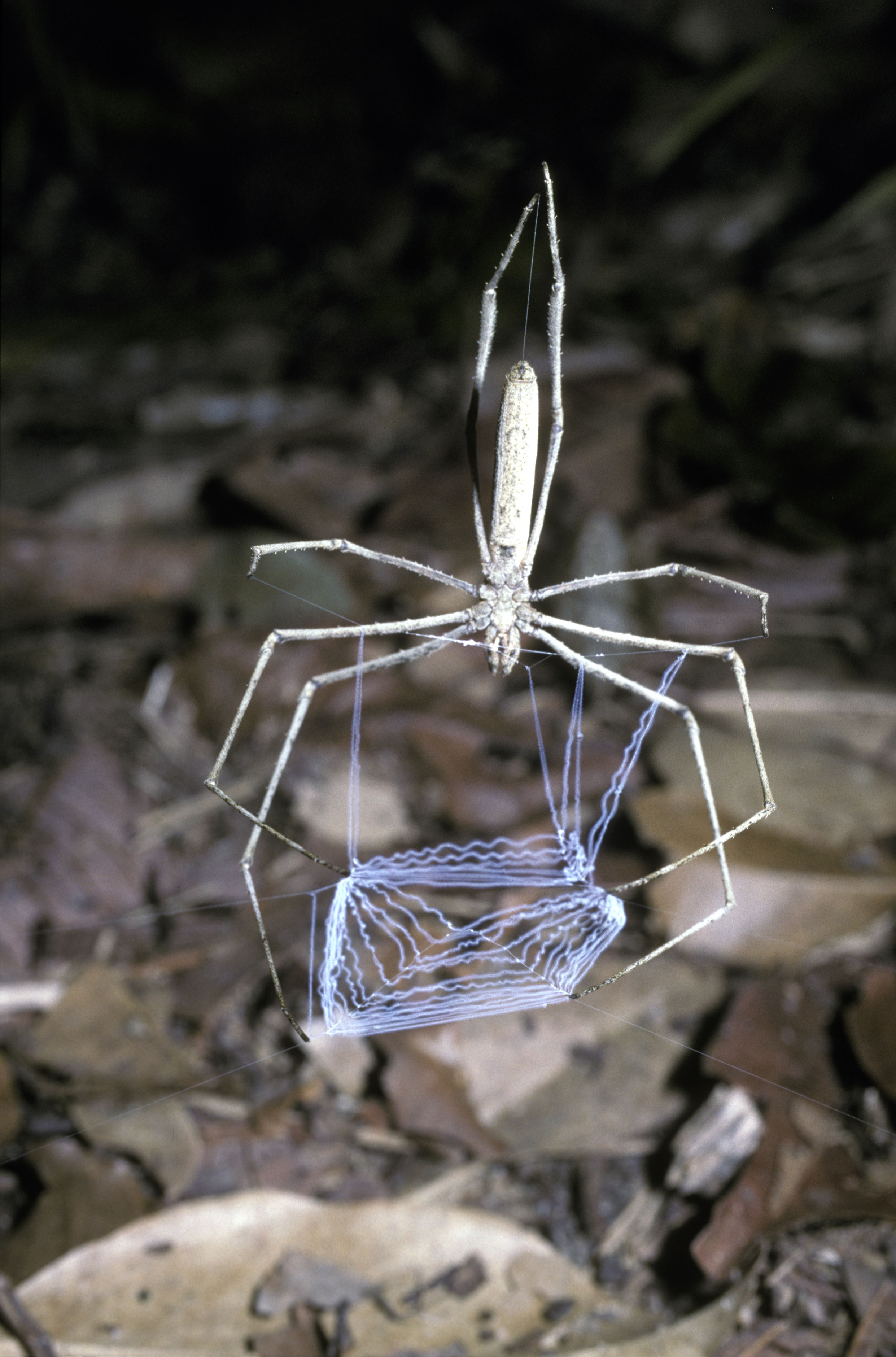 фильмы ввс жизнь в микромире. бешеные муравьи рэсберри. фильмы ввс жизнь в микромире. жизнь в микромире. жизнь в микромире.