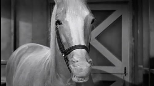 Allan Lane and Mister Ed in Mister Ed (1961)