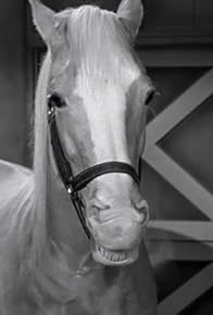 Primary photo for Ed, the Horse Doctor