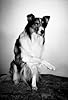 Primary photo for Lassie the Dog Primary photo for Lassie the Dog