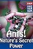 Primary photo for Ants: Nature's Secret Power