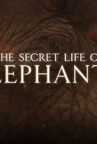 Primary photo for The Secret Life of Elephants Primary photo for The Secret Life of Elephants