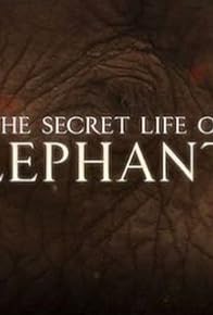 Primary photo for The Secret Life of Elephants