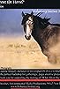 Primary photo for What About the Horse?/Fallen Grace Primary photo for What About the Horse?/Fallen Grace