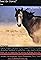 What About the Horse?/Fallen Grace's primary photo