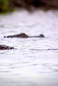 Primary photo for Predators on the Prowl