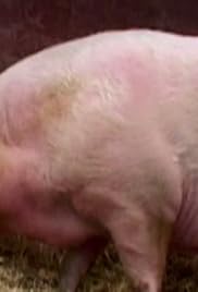 Weird True Freaky More Fat Animals Tv Episode 10 Imdb Weird True Freaky More Fat Animals Tv Episode 10 Imdb