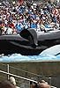 Primary photo for Tilikum