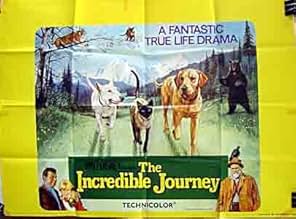 पोस्टर देखें