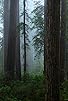 Primary photo for Forests Primary photo for Forests
