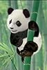 Primary photo for Save the Panda!/Save the Mouse! Primary photo for Save the Panda!/Save the Mouse!