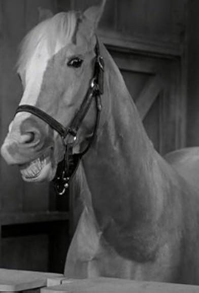 Primary photo for Mister Ed Primary photo for Mister Ed