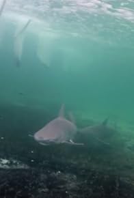 Primary photo for Sharks on a Plane