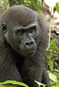 Primary photo for Angelique und die Gorillas