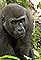 Angelique und die Gorillas's primary photo