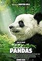 Pandas's primary photo