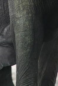 Primary photo for 21st Century Elephant