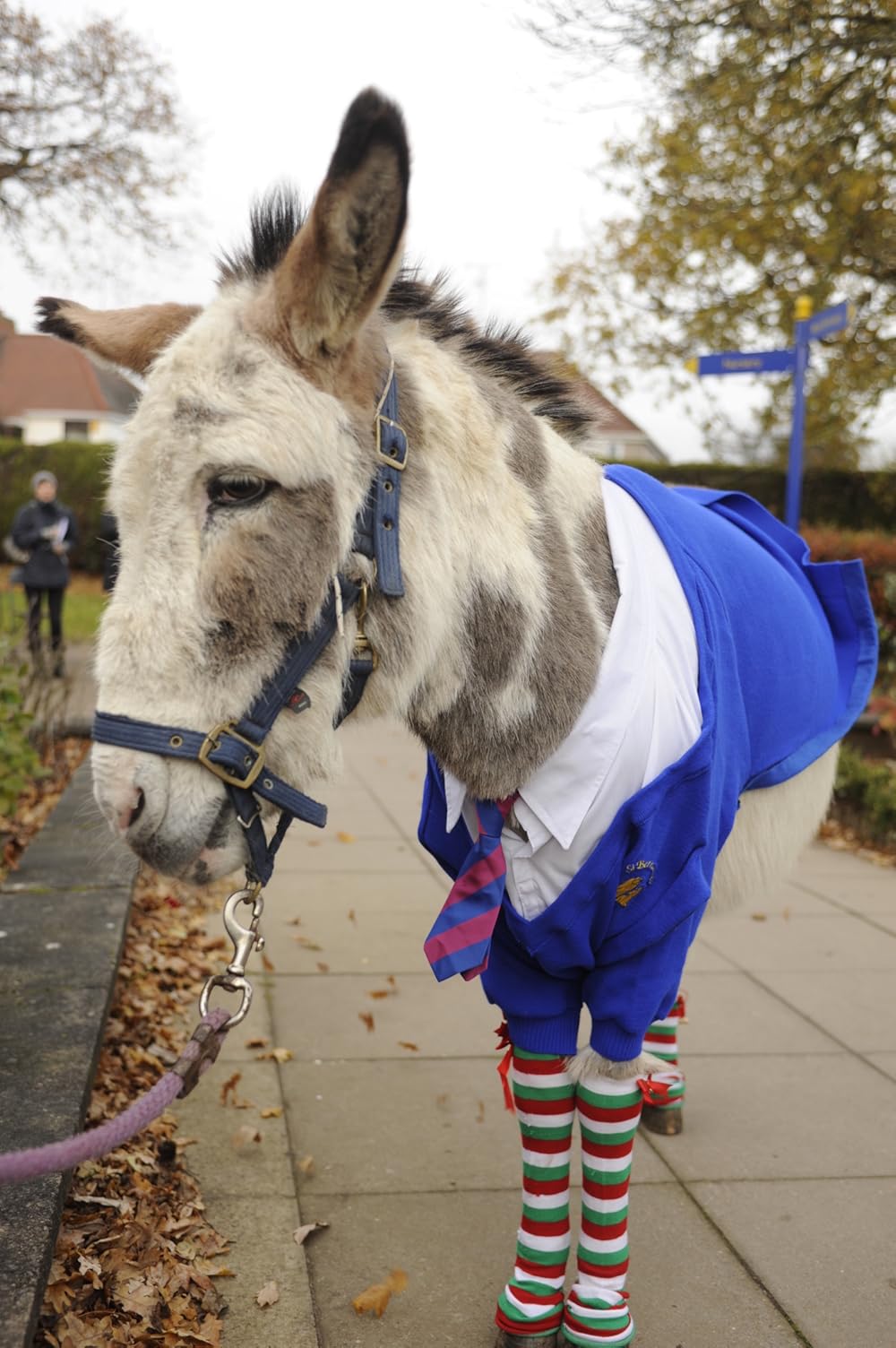 Nativity 3 Dude, Where's My Donkey?! (2014)