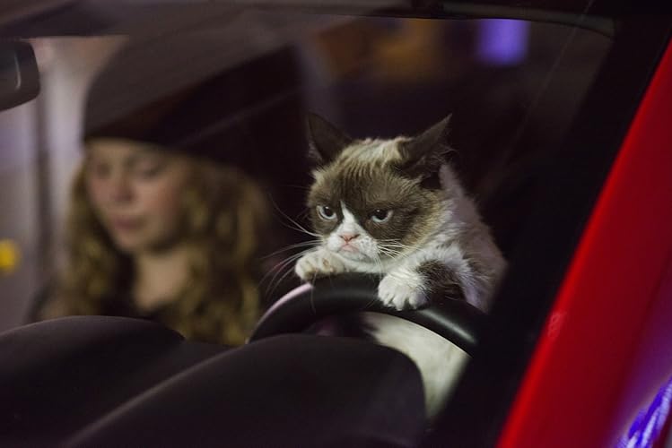 How Much Did Grumpy Cat Earn How Much Did Grumpy Cat Earn