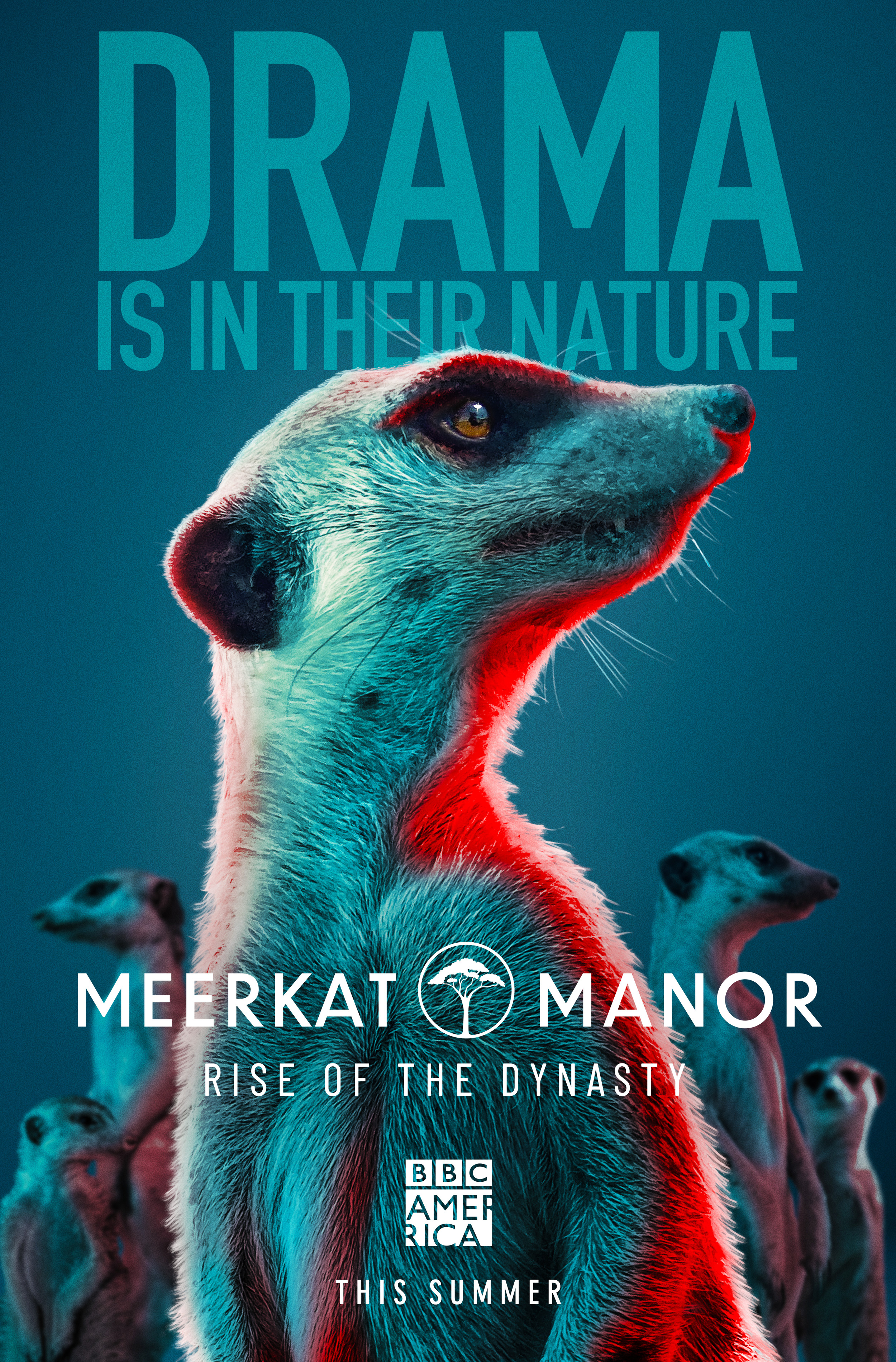 その他 Meerkat Manor: Best of Season 2 [DVD] Meerkat Manor - Best of Season 2 DVD 796019812573| eBay