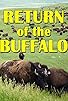 Primary photo for The Return of the Buffalo: Restoring the Great American Prairie